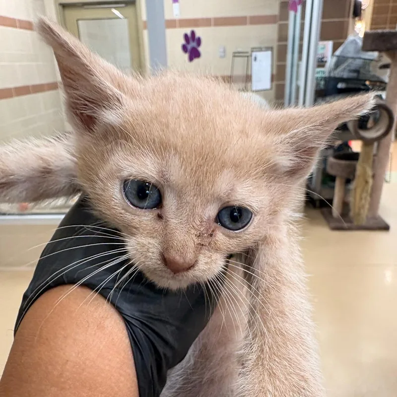 A baby small-sized male Domestic Short Hair cat named Hulk for adoption in Winston-Salem, NC