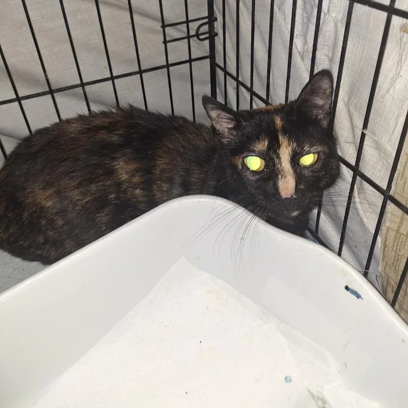 A young medium-sized female Black Domestic Short Hair cat named Cleopatra for adoption in Wantagh, NY