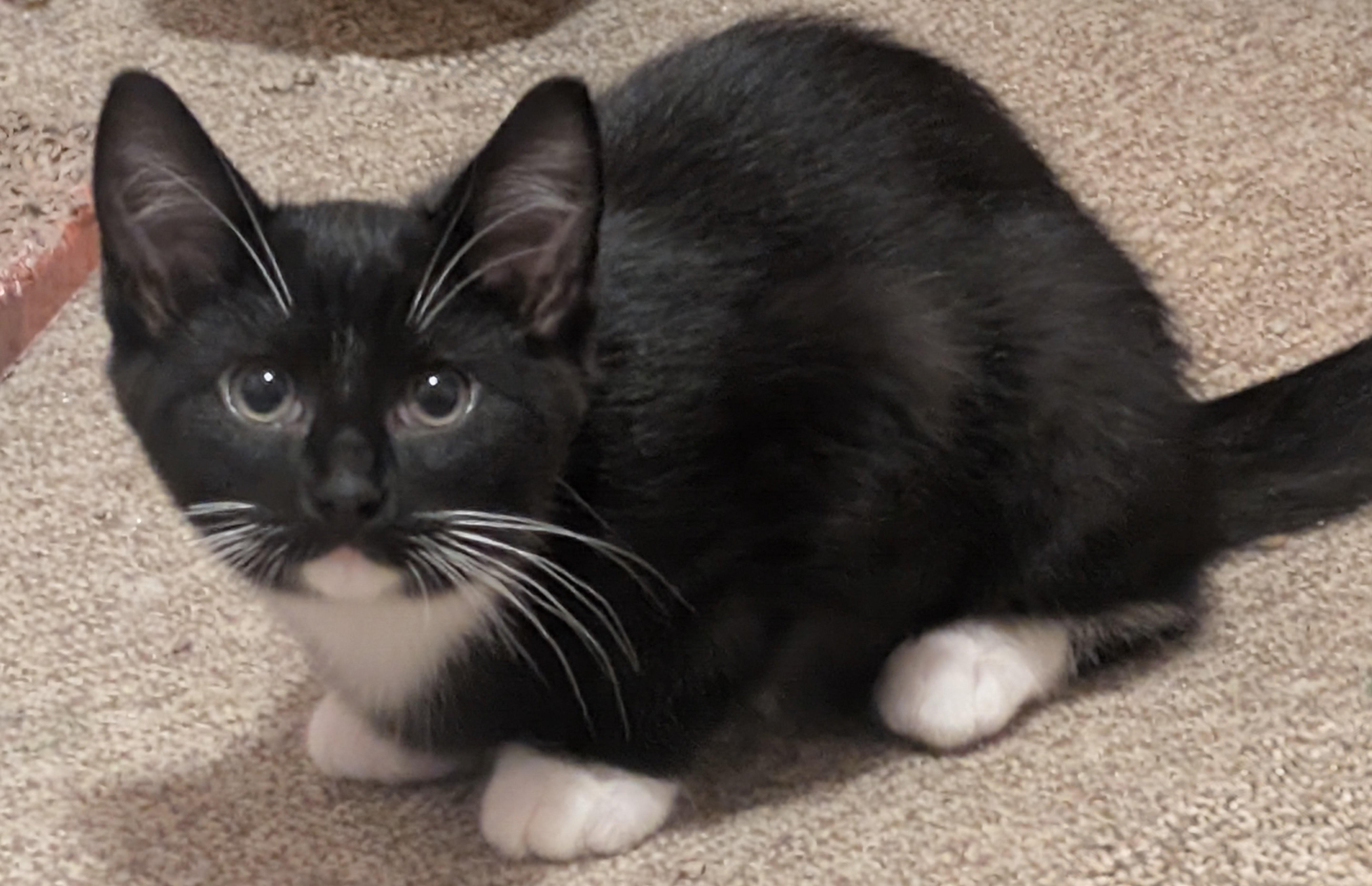 A baby medium-sized male Black & White / Tuxedo Domestic Short Hair cat named Nichols for adoption in Tomah, WI