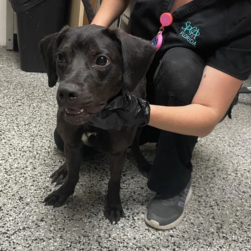 An adult medium-sized female Black Mixed Breed dog named Stormie for adoption in Lakeland, FL