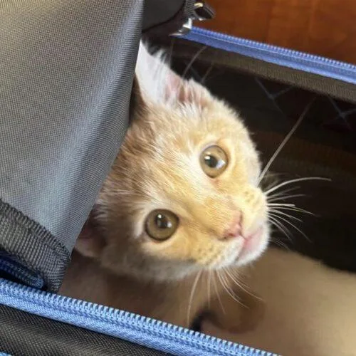 A baby small-sized female Domestic Short Hair cat named Simba j for adoption in Tampa, FL