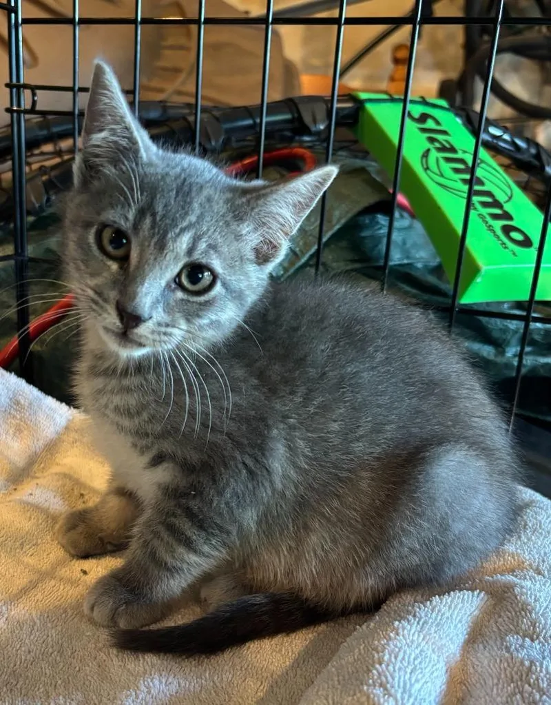 A baby medium-sized male Domestic Short Hair cat named Oppenheimer for adoption in Cloquet, MN