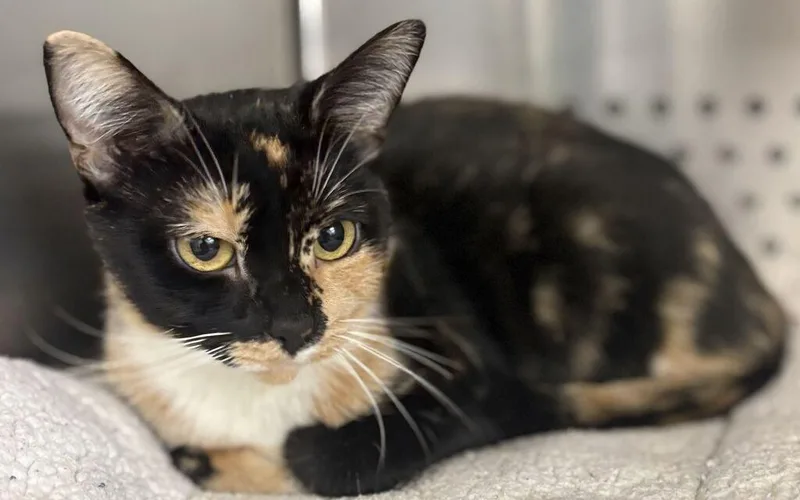 A young medium-sized female Domestic Short Hair cat named Ugga for adoption in Jackson, MI