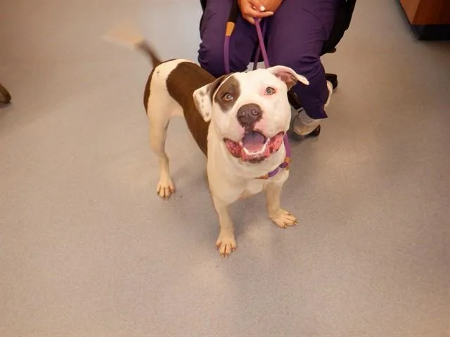 A young large-sized male Pit Bull Terrier dog named Baton for adoption in San Jose, CA