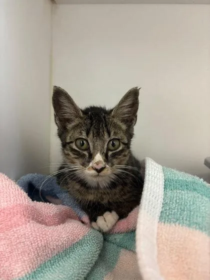 A baby small-sized male Domestic Short Hair cat named Judge for adoption in Manteo, NC