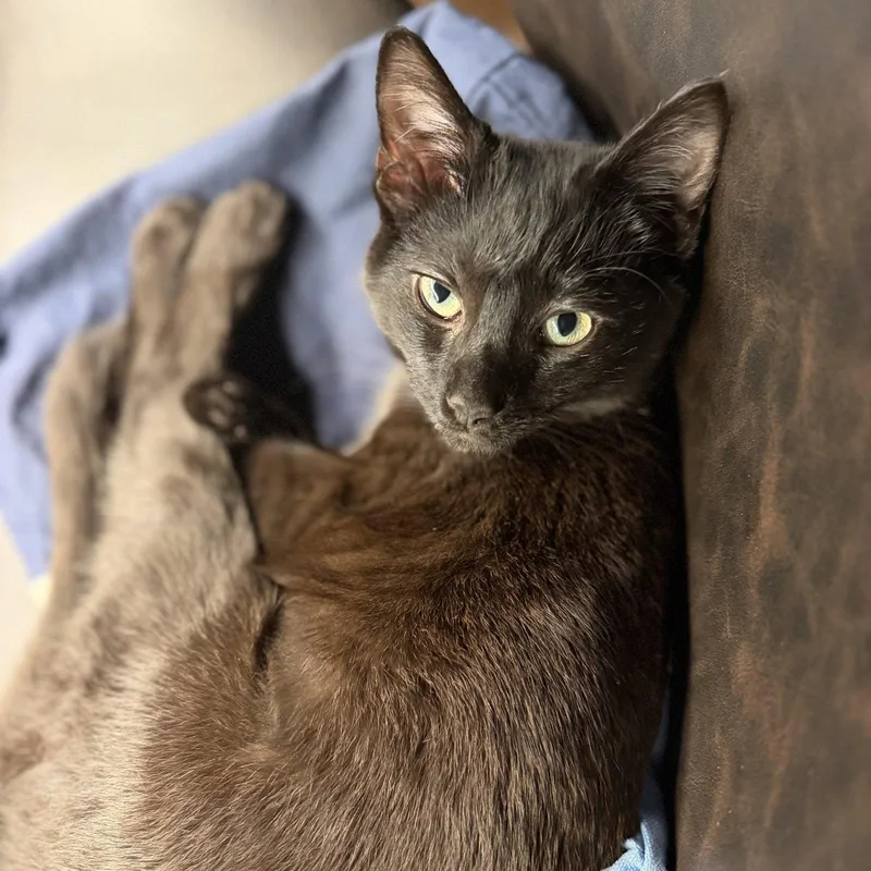 A baby medium-sized male Black Domestic Short Hair cat named Yang for adoption in Reston, VA