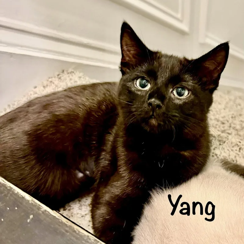 Yang thumbnail 2