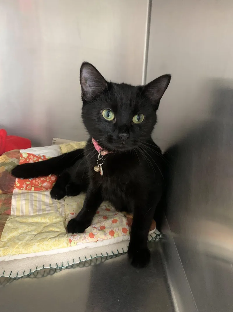 A young medium-sized female Black Domestic Short Hair cat named Sweet Pea for adoption in Fairfield, IL