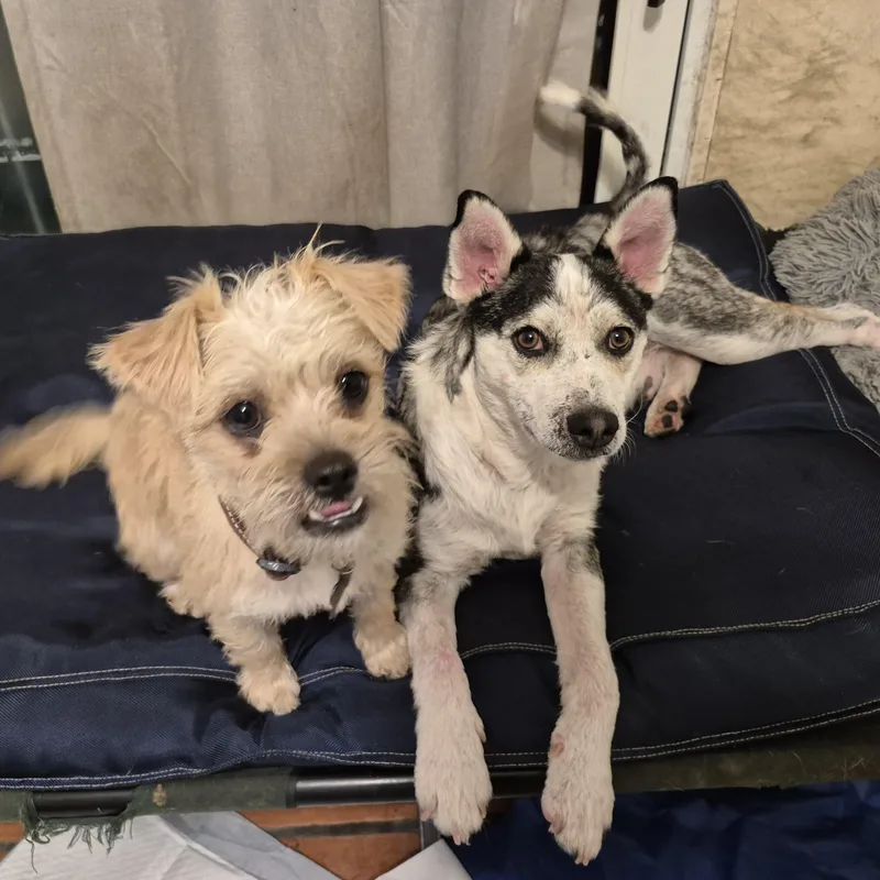 Mr. Patches! thumbnail 2