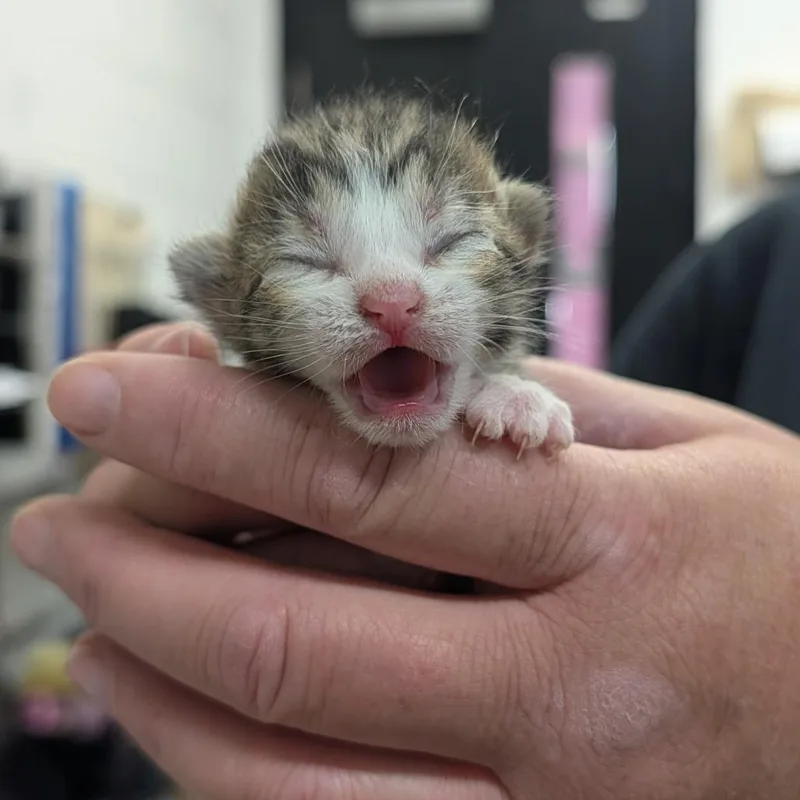 A baby small-sized male Black Domestic Short Hair cat named Glitter Beard for adoption in Ardmore, OK