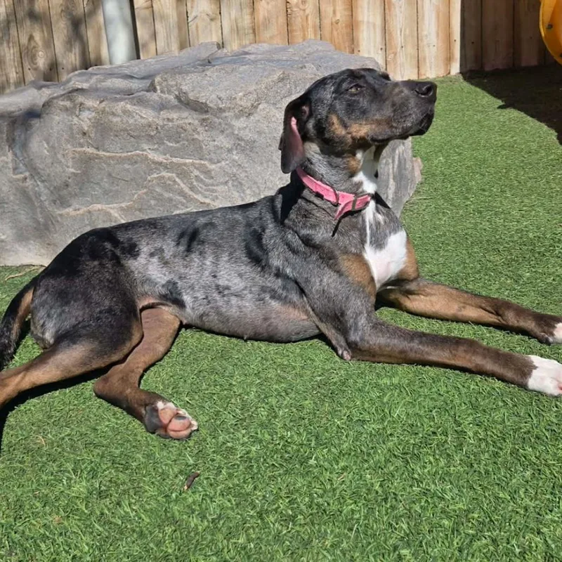 An adult small-sized female Black Catahoula Leopard Dog dog named Allie for adoption in Coralville, IA