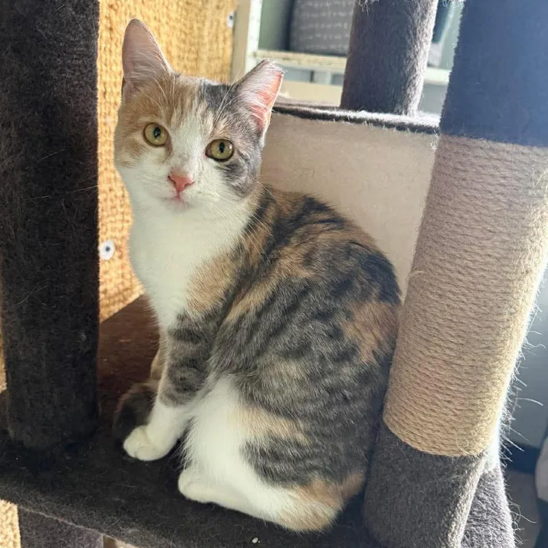 A young medium-sized female Calico Domestic Short Hair cat named Loni Anderson for adoption in Shawnee, KS