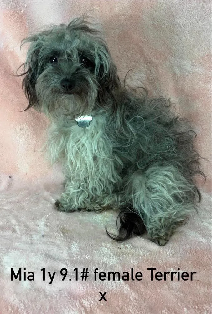 A young small-sized female Gray / Blue / Silver Terrier dog named Mia for adoption in Manhattan, NY