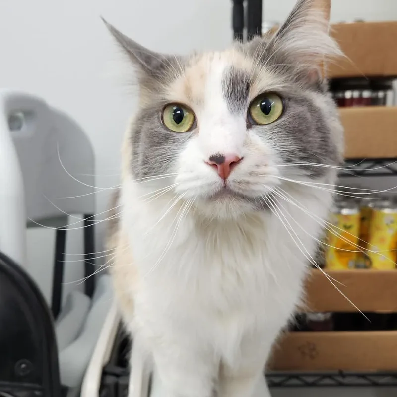 Posie thumbnail 3