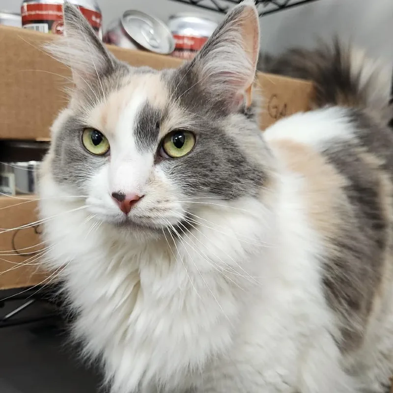 Posie thumbnail 5