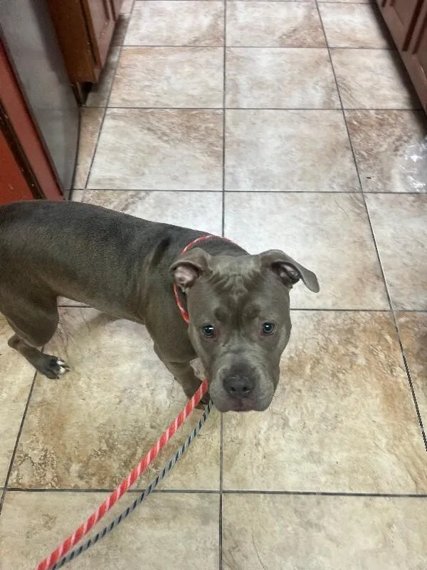 An adult medium-sized female Gray / Blue / Silver Mixed Breed dog named Sunny for adoption in Cincinnati, OH