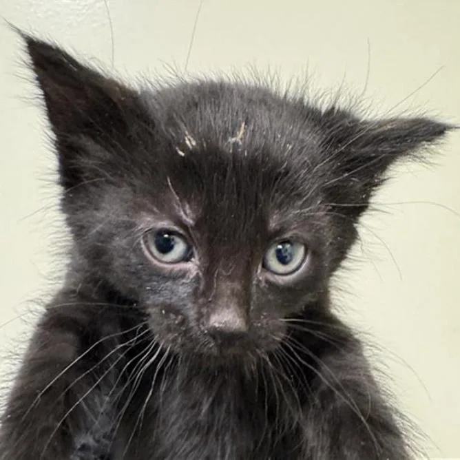 A baby small-sized male Black Domestic Short Hair cat named Pie for adoption in Grantsville, UT