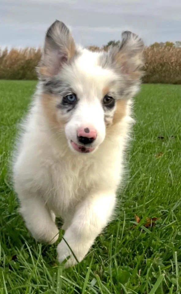 A baby medium-sized female Australian Shepherd dog named Caroline for adoption in Carroll, OH