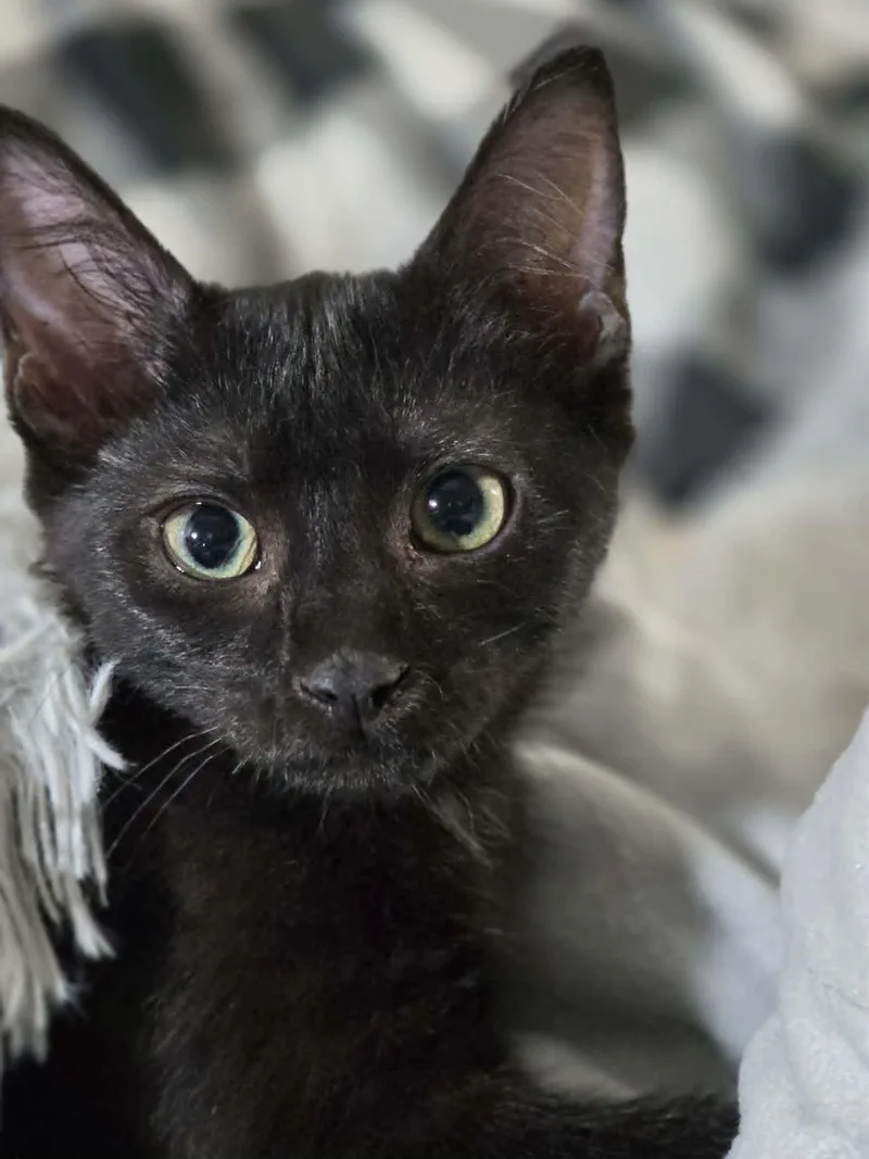 A young small-sized female Domestic Short Hair cat named Diamond for adoption in Mansfield, TX