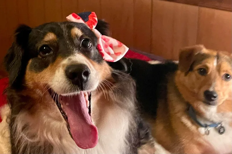 An adult medium-sized female Australian Shepherd dog named Luna for adoption in Alexandria, VA