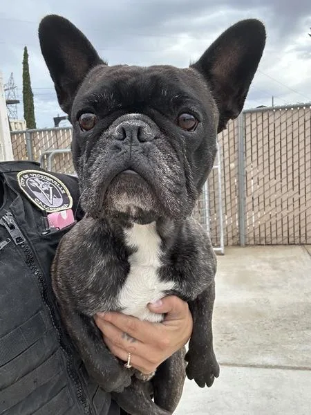 An adult medium-sized male French Bulldog dog named Binx for adoption in Victorville, CA