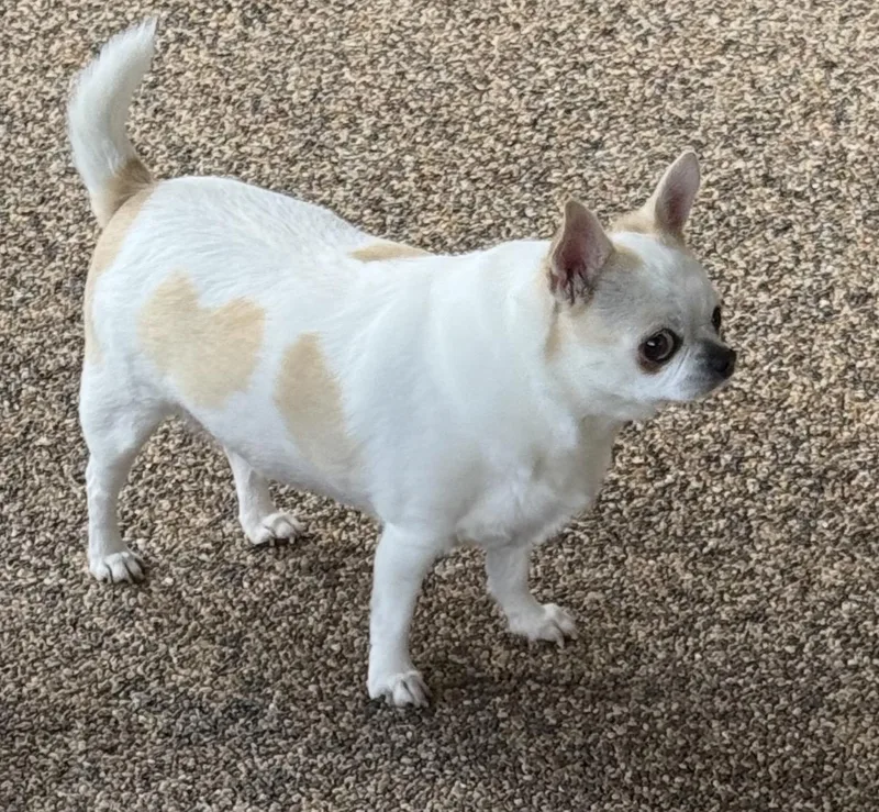An adult small-sized female White / Cream Chihuahua dog named Bella for adoption in Austin, TX