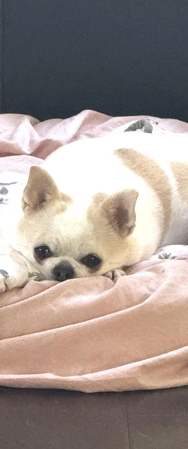 Bella thumbnail 4