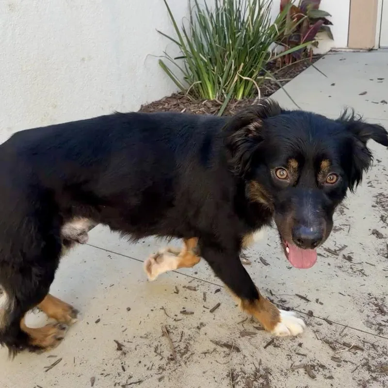 An adult medium-sized male Black Border Collie dog named Bongo for adoption in San Jacinto, CA