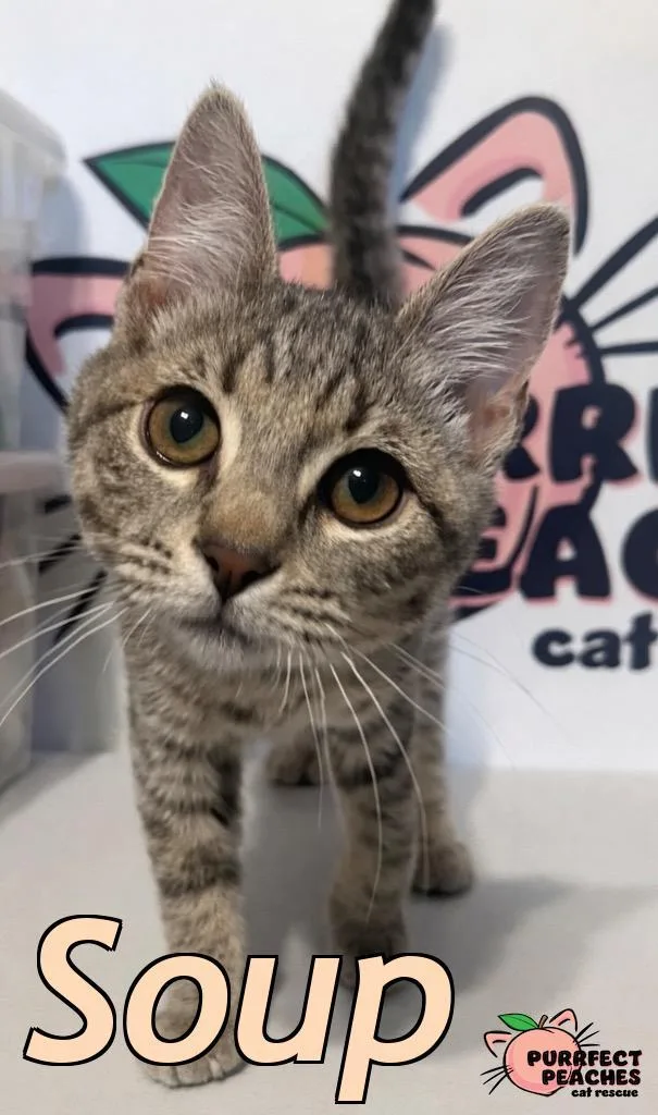A baby medium-sized male Domestic Short Hair cat named Soup for adoption in Douglasville, GA