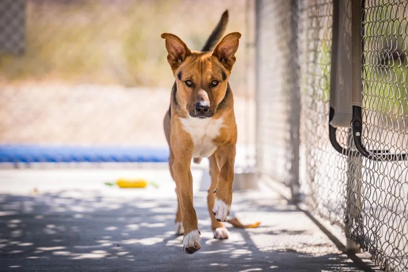 A young large-sized male Shepherd dog named Sampson for adoption in Twentynine Palms, CA
