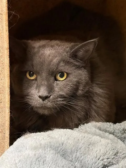 A senior large-sized male Domestic Long Hair cat named Char for adoption in Leesburg, VA