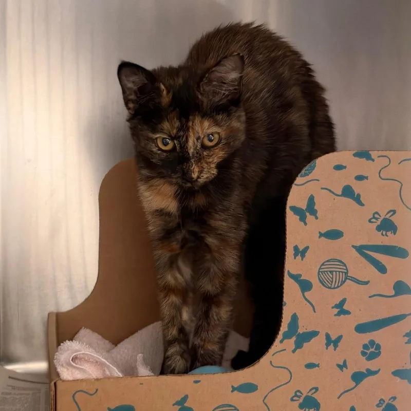 A baby small-sized female Tortoiseshell Manx cat named Princess Donut the Queen for adoption in Santa Barbara, CA