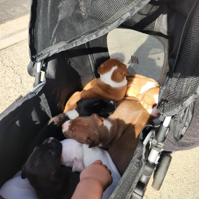 Meegosh  Costa Mesa thumbnail 2