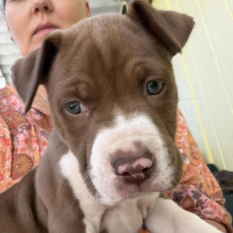 Meegosh  Costa Mesa thumbnail 3