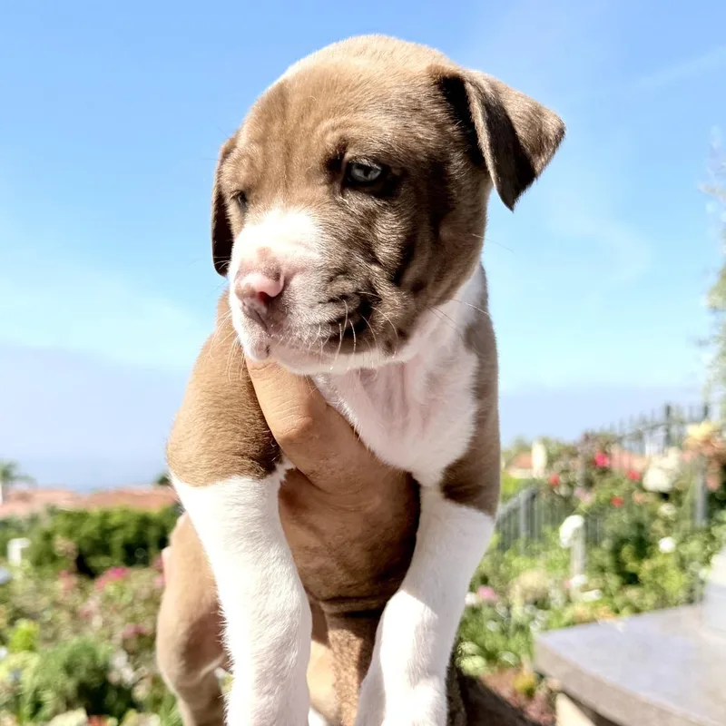 Meegosh  Costa Mesa thumbnail 4