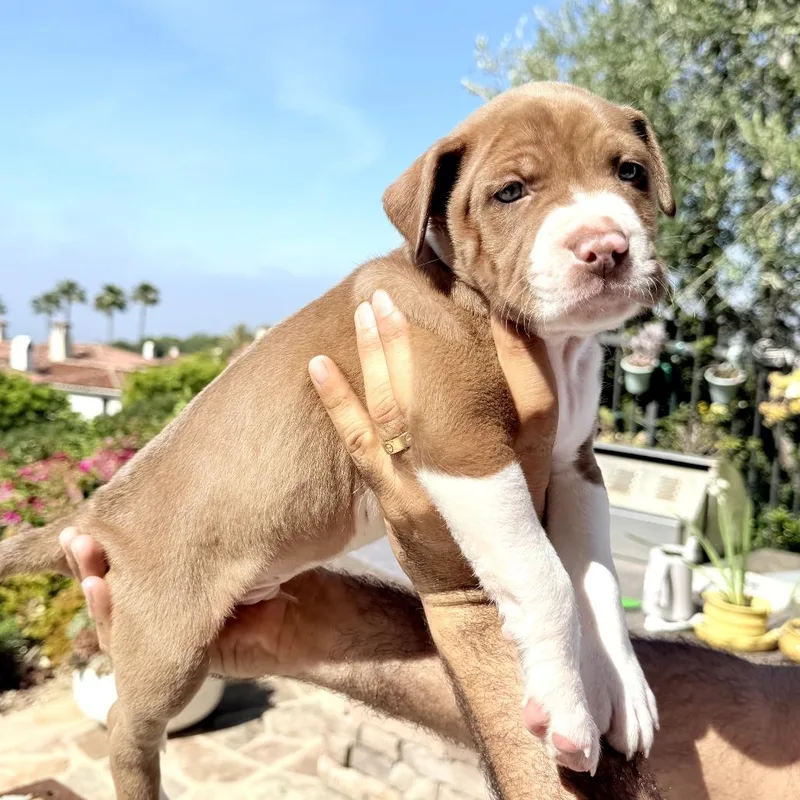 Meegosh  Costa Mesa thumbnail 5