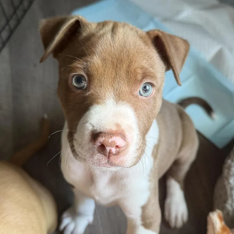 Meegosh  Costa Mesa thumbnail 6