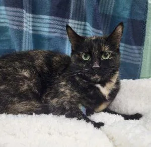 An adult medium-sized female Domestic Short Hair cat named Baby for adoption in Bucyrus, OH