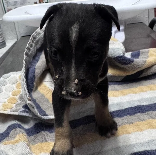 A baby small-sized male Rottweiler dog named David for adoption in Escondido, CA