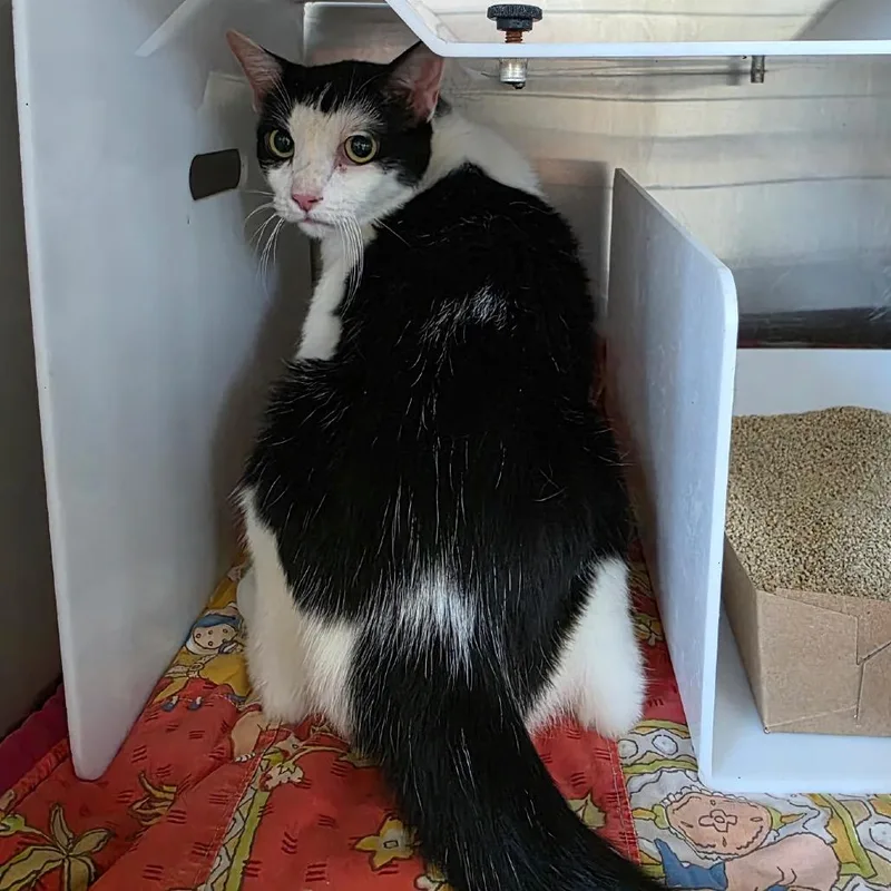 An adult medium-sized female Black Domestic Short Hair cat named Jocelyn for adoption in Eureka Springs, AR