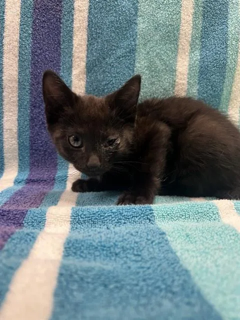 A baby small-sized male Domestic Short Hair cat named Hiro for adoption in Ontario, CA