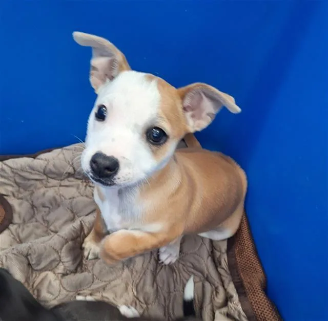 A baby large-sized female Mixed Breed dog named Bianca for adoption in Dallas, TX