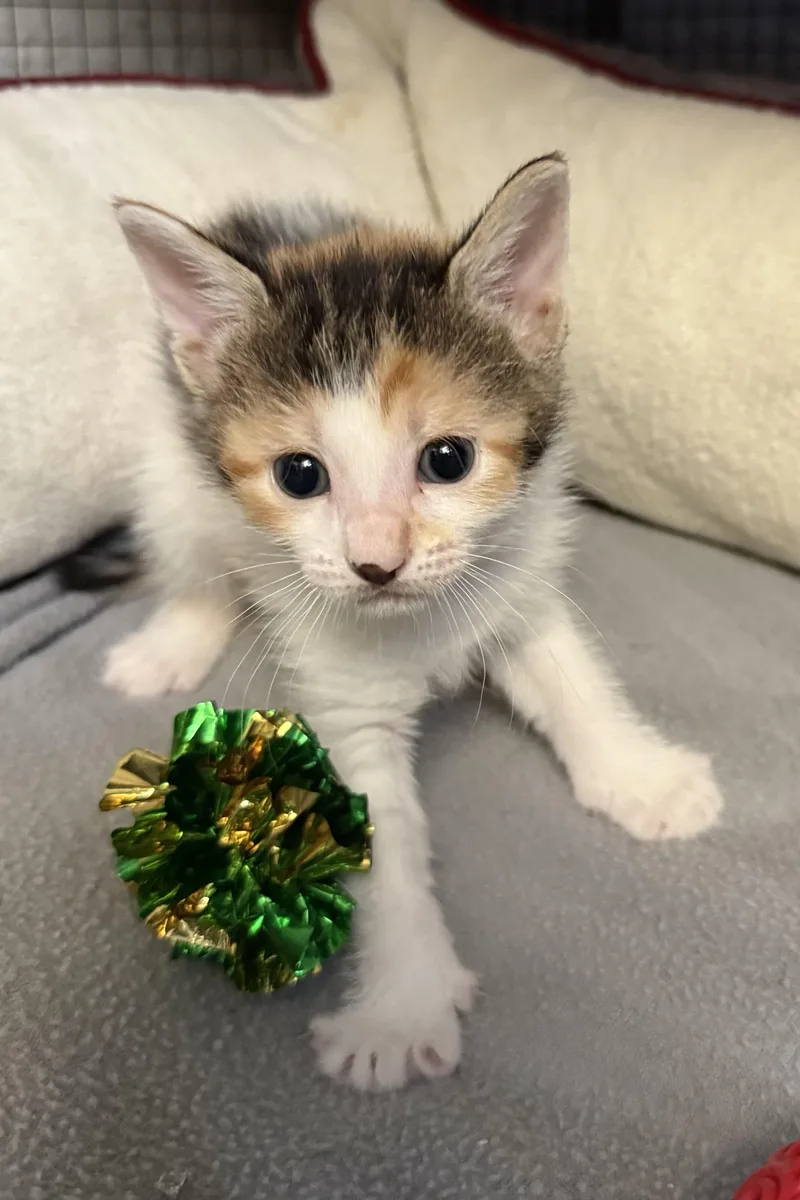 Stitches thumbnail 2