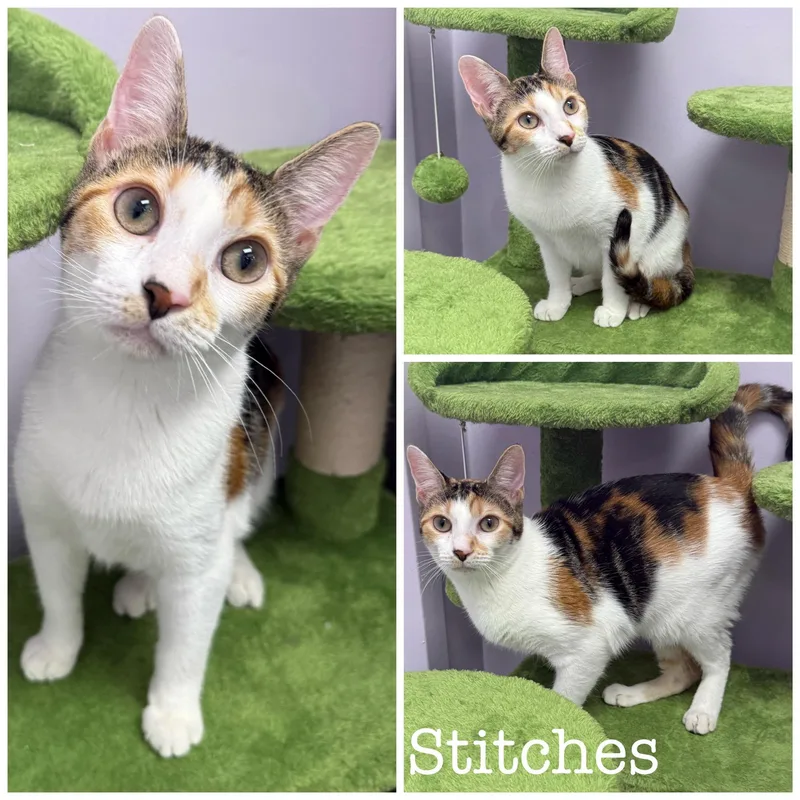 Stitches thumbnail 3