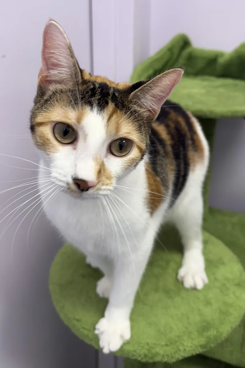 Stitches thumbnail 4