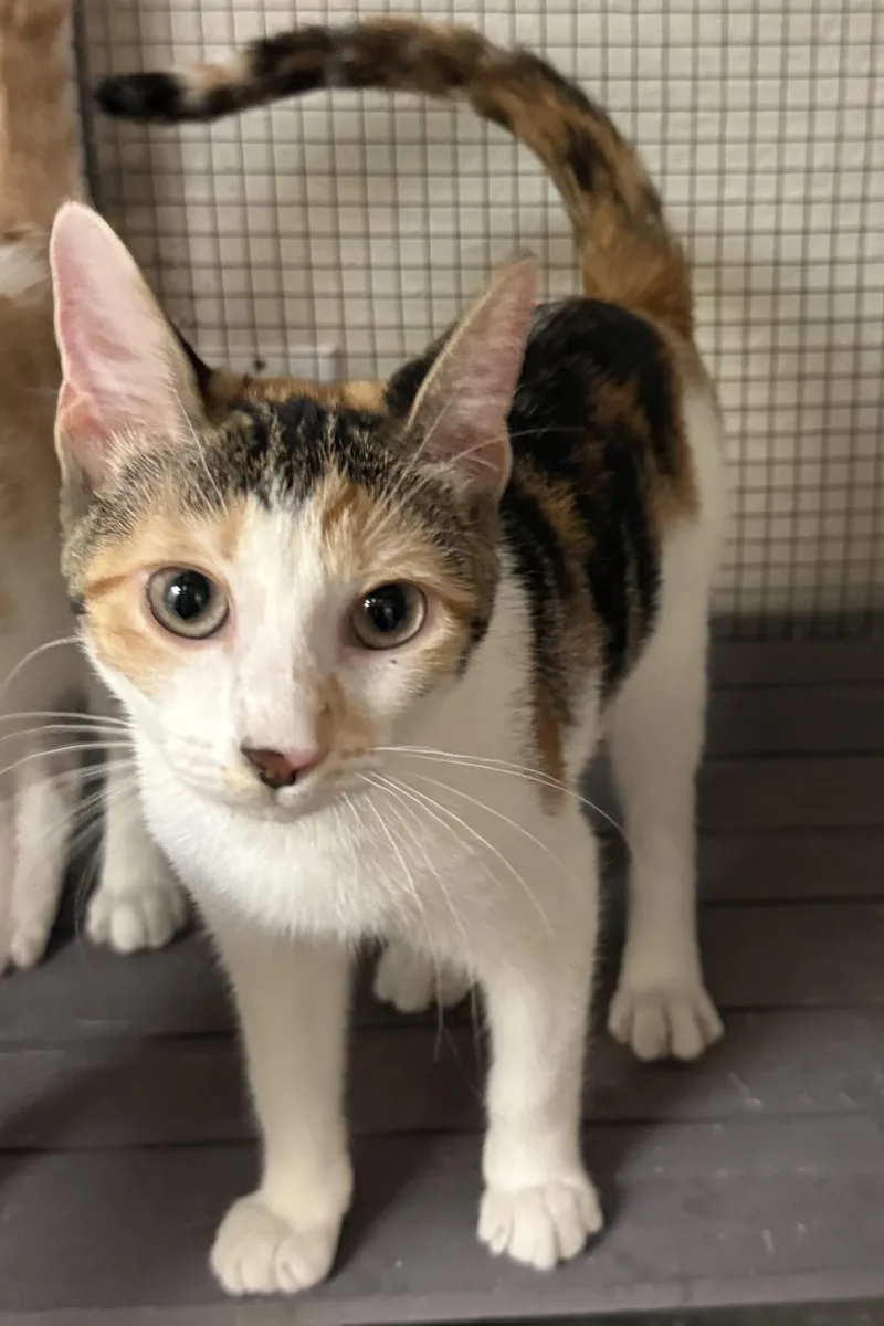 Stitches thumbnail 5