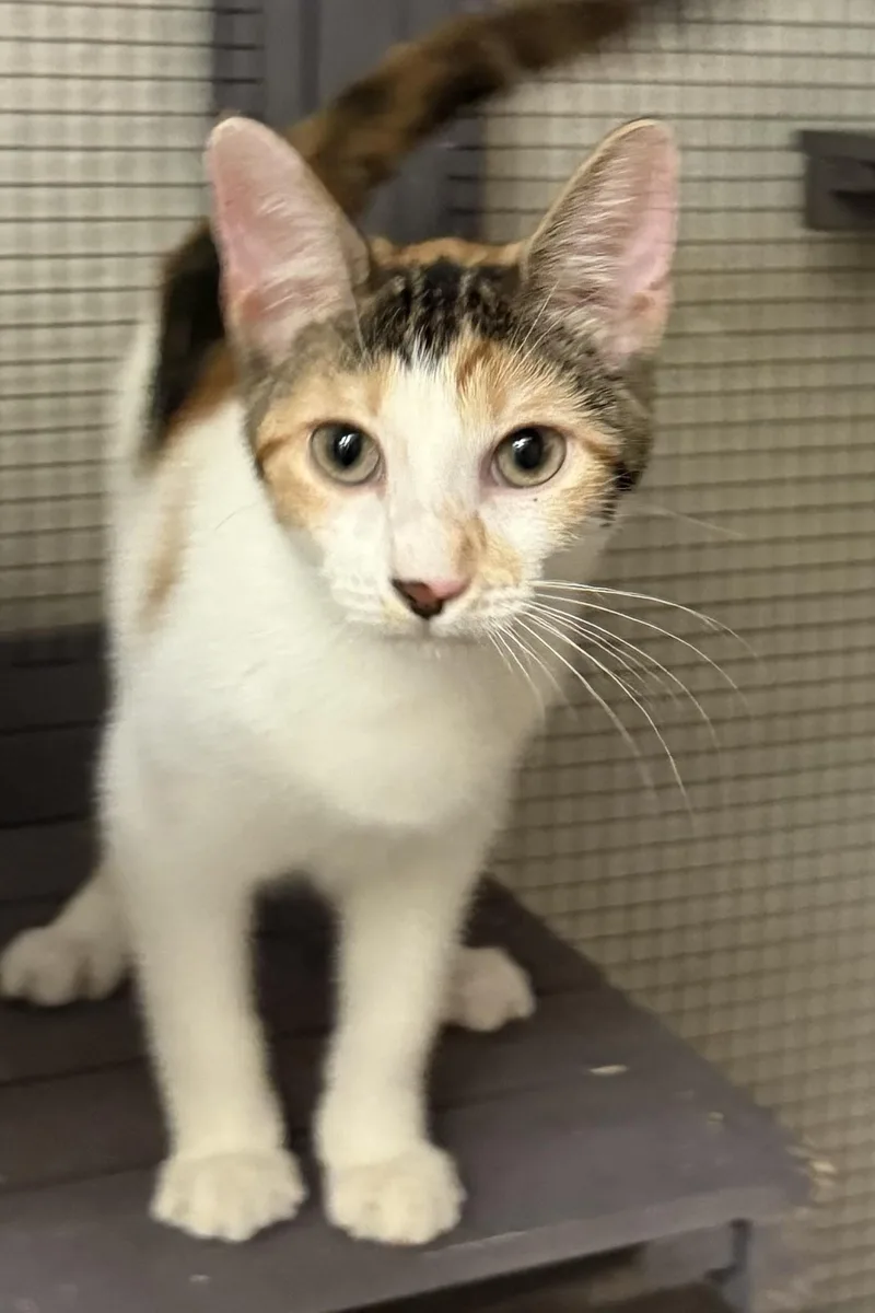 Stitches thumbnail 6