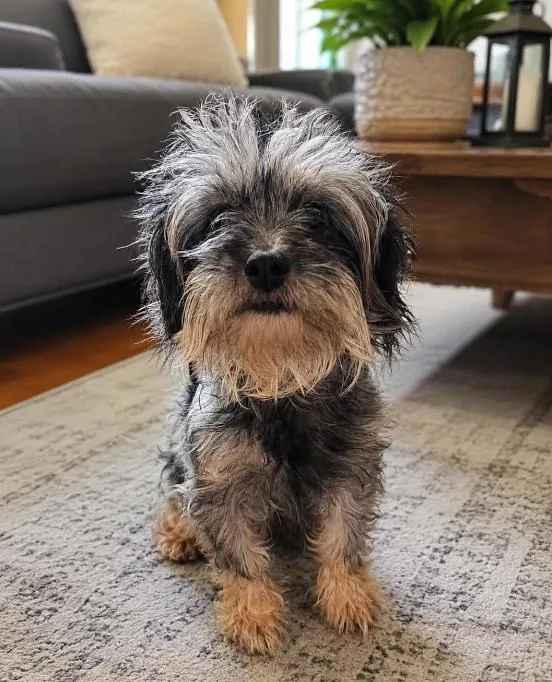 A young small-sized female Terrier dog named Laly in TX for adoption in Cranston, RI