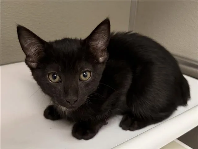 A baby small-sized female Domestic Short Hair cat named Deedee for adoption in Tracy, CA