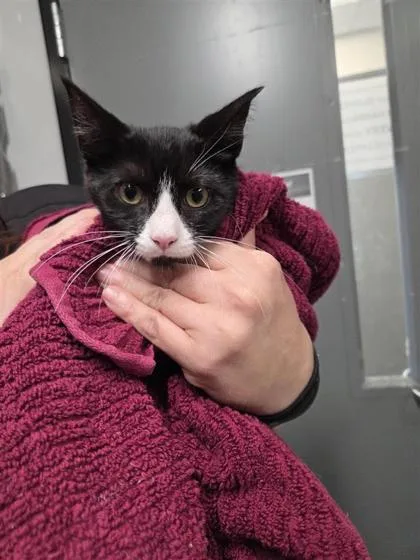 A baby small-sized female Domestic Short Hair cat named Jade for adoption in West Chester, PA